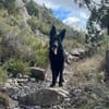 Irie - Vermittlungshilfe -