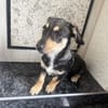 Dackelmix Rory einfach nur lieb