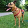Lilly unser Schatz sucht ihr Zuhause