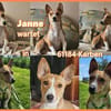 Janne ist eine aufgeschlossene Hundedame