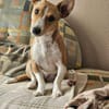 Janne ist eine aufgeschlossene Hundedame
