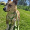 Janne ist eine aufgeschlossene Hundedame