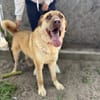Dojo-Treuer Wegbegleiter auf vier Pfoten