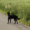 Oliver Oli  junger Border-Mix