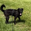 Oliver Oli  junger Border-Mix