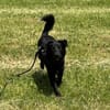 Oliver Oli  junger Border-Mix
