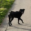 Oliver Oli  junger Border-Mix