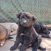 Feldrandbaby auf der Suche- Timmy