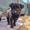 Feldrandbaby auf der Suche- Timmy