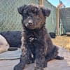 Feldrandbaby auf der Suche- Timmy