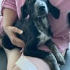 CHIBI, kleine Maus sucht großes Herz