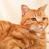 Little [FELV+]
