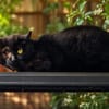 Goupil [Fiv+]