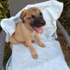 KEATON, chiot mâle Berger Créole