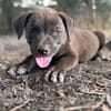 KIRA , chiot femelle Berger Créole