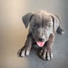 KIRA , chiot femelle Berger Créole