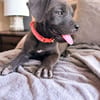 KIRA , chiot femelle Berger Créole