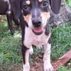 MANEA , chiot femelle Berger Créole