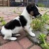 Rusałka