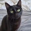 Zazou