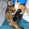 ZIBELINE / BIBELOT ET BRELOQUE SONT À ADOPTER ENSEMBLE