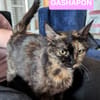 GASHAPON ET SES 7 CHATONS