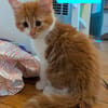 GASHAPON ET SES 7 CHATONS