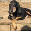 NELLY - sanfte, liebe Hündin sucht Heim
