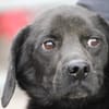 Basti - kinderlieber Familienhund