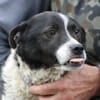 Danty - sehr zutraulich u. lieb