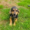 Zara ein freundliches Hundekind