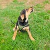 Zara ein freundliches Hundekind