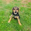 Zara ein freundliches Hundekind