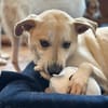 VICTOR - sucht sein neues Kapitel
