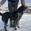 Schmusebacke Peer sucht sein Körbchen