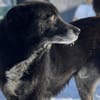 Schmusebacke Peer sucht sein Körbchen