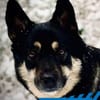 Bruce - souveräne Kuschler gesucht