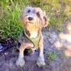 Lagotto Ramagnole Pudelmix Telma