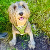 Lagotto Ramagnole Pudelmix Telma
