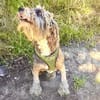 Lagotto Ramagnole Pudelmix Telma