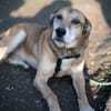 Opi Rex, ruhiger Hund sucht Zuhause
