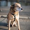 Opi Rex, ruhiger Hund sucht Zuhause