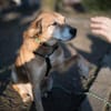 Opi Rex, ruhiger Hund sucht Zuhause