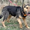 Lexi, lieber Welpe sucht neue Familie