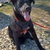 Luna, verspieltes Hundemädchen sucht Zuh