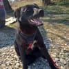 Luna, verspieltes Hundemädchen sucht Zuh
