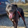 Luna, verspieltes Hundemädchen sucht Zuh