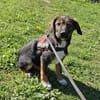 Codin, verspielter Welpe sucht Zuhause