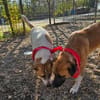 Albush, Junghund sucht neues Zuhause