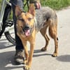 Thor sucht ein Zuhause!